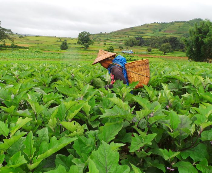 Myanmar Trekking Kalaw - Pindaya